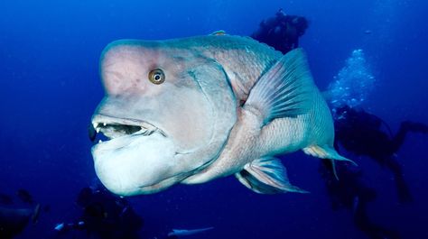 Nosy Asian Sheepshead Wrasse Fish Stars In Viral Video - Men's Journal Wrasse Fish, Underwater Park, Men's Journal, Mens Journal, Guy Gifs, Salt Life, Viral Video, Zoology, Tropical Fish