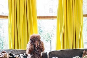 Heather and Dave's Eclectic Enclave — House Tour Greatest Hits Bright Curtains, Yellow Drapes, Moroccan Wedding Blanket, Yellow Curtains, Yellow Living Room, Wedding Blankets, Bamboo Shades, Pipe Furniture, Yellow Bedroom