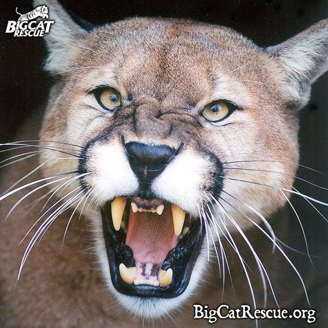 Cody cougar is having a roaring great weekend, how about you? Big Cat Rescue, Scary Cat, Puma Cat, Mountain Lion, Big Cat, Large Cats, Leopards, Beautiful Cats, 귀여운 동물