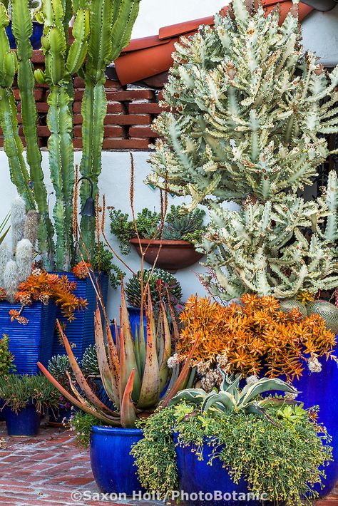 Succulents in containers with Aloes, Graptopetalum ‘California Sunset’, and Euphorbia lactea ‘White Ghost’ (Mottled Spurge), Jim Bishop and Scott Borden garden Potted Cactus Garden, Cactus Garden Design, Euphorbia Lactea, Garden Library, White Ghost, California Sunset, Succulent Gardening, Desert Garden, Succulents In Containers