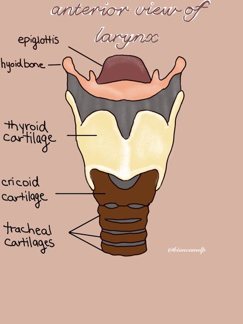 Throat Anatomy Drawing, Ear Anatomy Drawing Medical, Speech Pathology Anatomy, Larynx Anatomy Drawing, Larynx Drawing, Anatomy Doodles, Pathology Notes, Larynx Anatomy, Nursing Anatomy