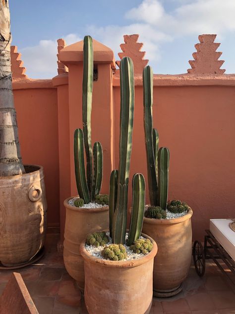 Potted Cactus Garden, Potted Cactus Outdoor, Cactus Ideas, Mexican Garden, Garden Cactus, Desert Garden, Cactus Garden, Desert Landscaping, Succulents Garden