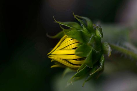 Bud Tattoo, Sunflower Bud, Flower Signs, Pride Of Barbados, Golden Sunflower, Green Heron, Turtle Pond, Blooming Cactus, University Of Texas At Austin