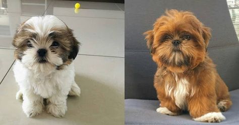 14 motivos para você nunca ter um shih tzu Shih Tzus, Shih Tzu, 3 D, Dogs, Animals