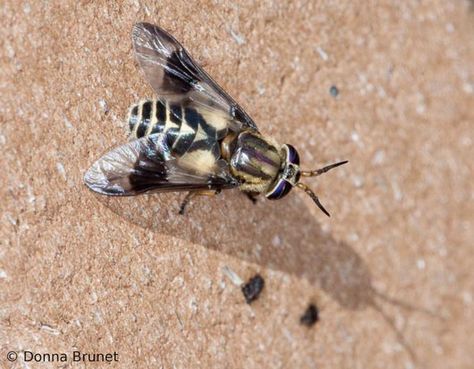 deerfly Deer Flies, Bot Fly, Deer Fly, Female Deer, Wasp Stings, Free To Use Images, Horse Fly, Earthworms, Arthropods