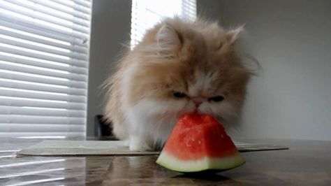 I Hate Water.. But I Love Melon! Kawaii Cats, Eating Watermelon, Cat Eating, Munchkin Cat, Interesting Animals, Cat Facts, Cat Treats, Animal Videos, Fat Cats