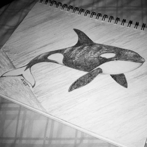 Orca. Shamu. Drawing or sketch Art Sketsa, Orca Drawing, Abstract Pencil Drawings, Sea Life Art, Animal Anatomy, Doodles Drawings, Whale Art, Cute Doodles Drawings, Doodle Drawings