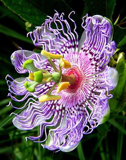 . Passionfruit Flower, Passion Fruit Flower, Dekorasi Bohemia, Passion Flowers, Strange Flowers, Flora Flowers, Succulent Garden Diy, Unusual Plants, Unusual Flowers