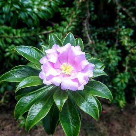 Pereskia quisqueyana (Rosa de Bayahibe) Tattoo 2024, Color Palettes, I Tattoo, Tattoo Ideas, Wedding Flowers, Tattoos, Plants, Flowers, Anime