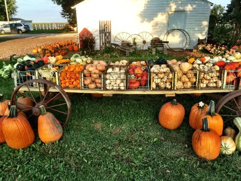 Wheelbarrow Pumpkin Display, Pumpkin Sale Display, Pumpkin Farm Display, Pumpkin Selling Display, Pumpkin Sale Stand, Pumpkin Displays Retail, Roadside Pumpkin Stand, Pumpkin Farm Stand, Pumpkin Patch Business