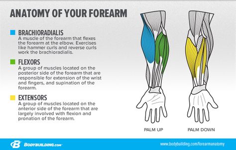 If your forearms are being overpowered by your biceps and triceps, it's time to bring them to the forefront. Blow up those stubborn lower arms with this battery of exercises and techniques! Body Muscle Anatomy, Forearm Muscles, Forearm Workout, Muscle Anatomy, Biceps And Triceps, Medical Anatomy, Body Anatomy, Anatomy Reference, Anatomy And Physiology