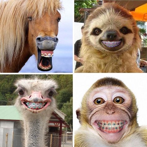 HERE ARE 14 ANIMALS with braces that are sure to make you smile! Which is your favorite? Animals With Braces Funny, Ostrich With Braces, Animals With Braces, Fat Animals, Animal Teeth, Best Friend Quotes Funny, Dental Humor, Funny Animal Photos, About Animals