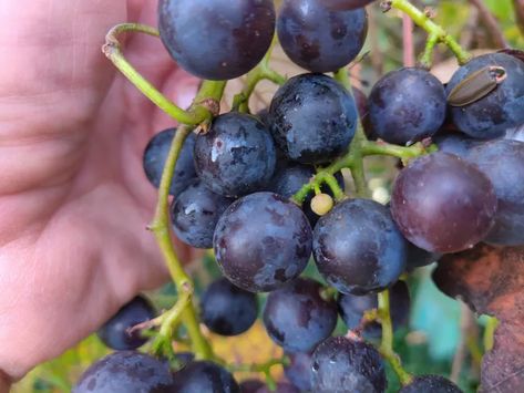 Look for these clues to know when your concord grapes are fully ripe Concord Grapes, Grape Flavor, Grape Jelly, Growing Grapes, Fruit Salad Recipes, Grape Juice, Natural Sugar, Grow Your Own Food, Wine Making