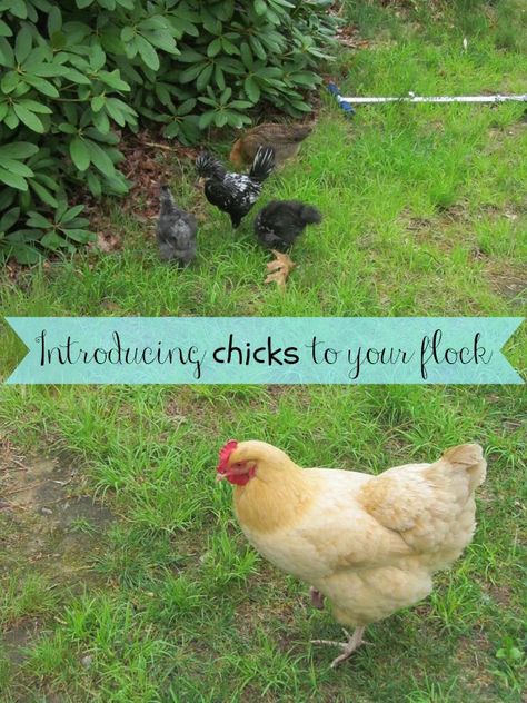 Baby Chicks Raising, Chicken Incubator, Meat Birds, Urban Chickens, Chicken Life, Raising Backyard Chickens, Backyard Poultry, Keeping Chickens, Free Range Chickens