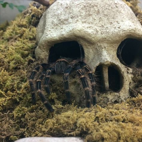 Tarantula Enclosure Ideas Terrestrial, Tarantula Aesthetic, Tarantula Enclosure Ideas, Tarantula Terrarium, Tarantula Habitat, Tarantula Enclosure, Pet Tarantula, Gecko Terrarium, Pet Spider