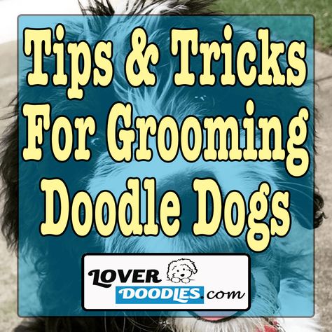 Tips And Tricks For Grooming Doodle Dogs - Lover Doodles Doodle Haircut Dog Grooming, Doodle Face Grooming, Doodle Grooming, Goldendoodle Grooming, Doodle Dogs, You Doodle, Dogs Lover, Doodle Dog, Dog Bath