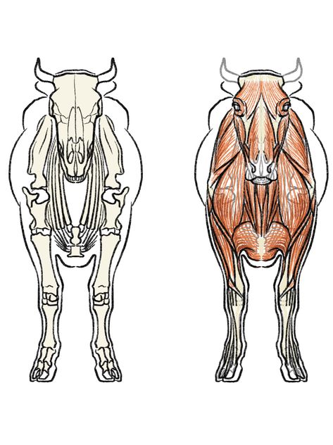 Bovine Anatomy, Cow Anatomy, Veterinary Anatomy, Veterinary Student, Skull Reference, Animal Anatomy, Anatomy For Artists, Cow Calf, Cute Asian Guys