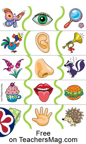 Five Senses Worksheet  This sheet is a great way to provide an example of how our five senses work to students. 5 Senses Art For Toddlers, Senses For Preschoolers, Five Senses Worksheet, Five Senses Preschool, Head Template, Senses Preschool, Body Preschool, The 5 Senses, Body Parts Preschool