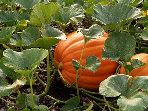 Types Of Pumpkins, Pumpkin Varieties, Pumpkin Vine, Planting Pumpkins, Vegetable Harvest, Large Pumpkins, Giant Pumpkin, Growing Pumpkins, Gold Pumpkins