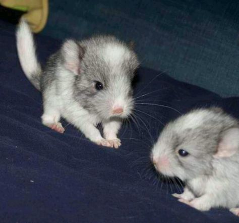 Baby chinchillas. I'm getting 2 of them next weekend! Baby Chinchilla, Chinchilla Cute, Chinchilla Pet, Animals Adorable, Little Creatures, Animals Funny, Chinchillas, Super Cute Animals, Animal Species