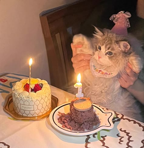 Cat Birthday Aesthetic, Birthday For Cat, Cat Bday, Cake Meme, Birthday Kitty, Happy Birthday 19, Cat Celebrating, Birthday Cake For Cat, Peanuts Birthday