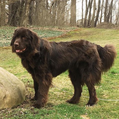 Landseer Newfoundland Dog, Brown Newfoundland Dog, Newfie Dog, Best Dog Names, Dogs Pictures, Newfoundland Dogs, Shih Tzu Funny, Staffordshire Bull Terriers, Adorable Pictures