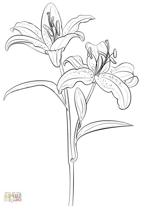 Lily Line Art, Lilies Tattoo, Lily Drawing, Tattoo Ideas Quotes, Floral Drawings, Lilies Drawing, Asiatic Lily, Patchwork Tattoo Ideas, Line Artist