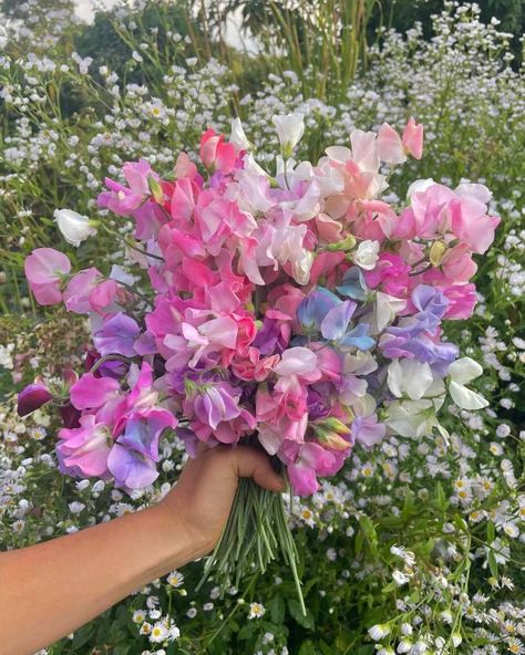 alraunahomestead Sweetpea Bouquet, Sweet Pea Bouquet, Lilac Wedding Flowers, Floral Mechanics, Teacup Flowers, Flowers Wedding Bouquet, Flower Boquet, Sweet Pea Flowers, Floral Installations