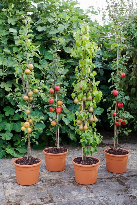 Many dwarf or semi-dwarf varieties of fruits can be successfully grown in pots, provided you carefully attend to their needs for water and fertilizer. Growing Apple Trees, Trees In Containers, Fruit Trees In Containers, Fruit Tree Garden, Fruit Growing, Small Urban Garden, Growing Fruit Trees, Apple Trees, Container Gardening Vegetables