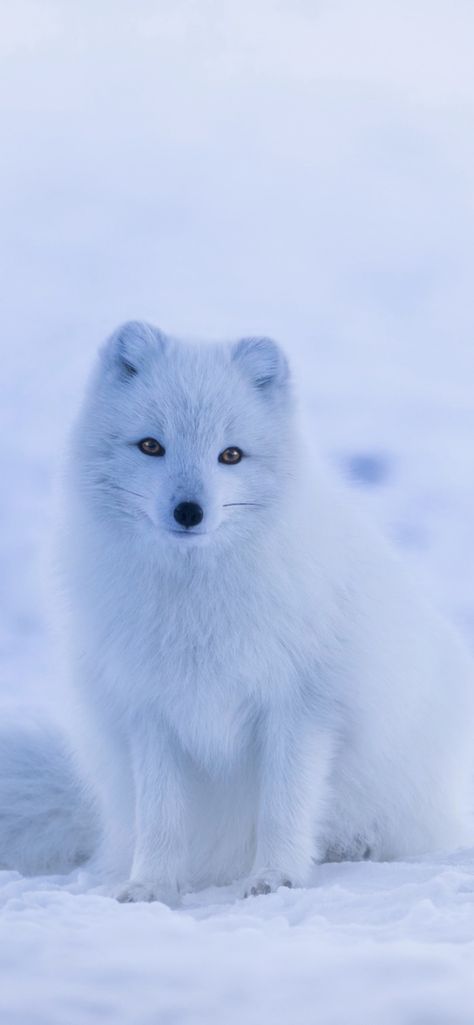 A cute snowy arctic fox standing alone Winter Animals, Arctic Fox, Fox Art, Cute Fox, Animal Wallpaper, White Fox, Nature Aesthetic, 귀여운 동물, Wildlife Photography