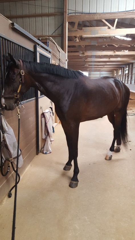 Dark Bay Warmblood, Bay Horse Tack Colors, Dark Bay Thoroughbred, Dark Bay Horse, Hanoverian Horses, Horse Laying Down, Horse Colours, Barrel Horses, Bay Horses