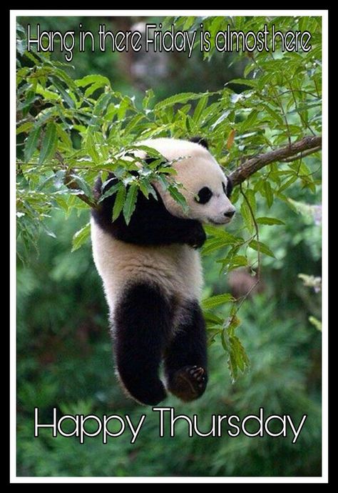 Happy Thursday Regnul Animal, Cele Mai Drăguțe Animale, Nosara, Panda Love, Baby Panda, Naha, Cute Animal Pictures, Cute Panda, Cute Creatures