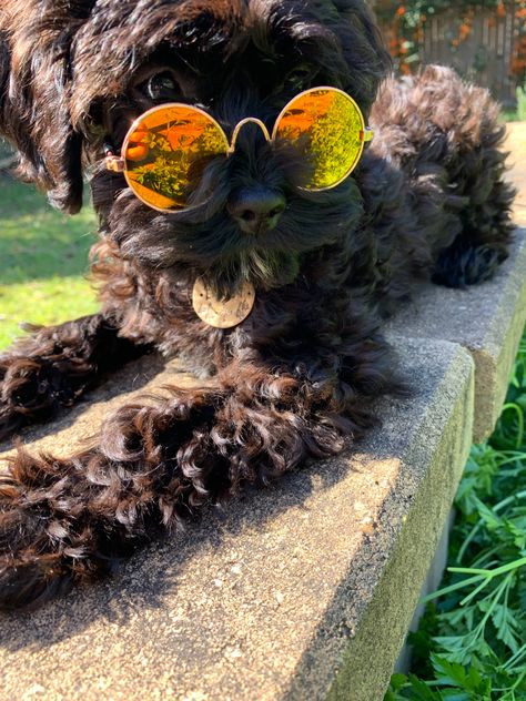 A black Cavoodle puppy lying on a low wall wearing 70s style round sunglasses Black Cavoodle Puppy, Cavoodle Puppy, Wearing Sunglasses, Cute Black, Stranger Things, Puppies, Sunglasses, Black