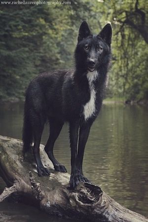 Upper Mid Content Wolfdog Wolf Poses, Wolf Hybrid, Wolf Photography, Werewolf Art, Dream Dog, Wolf Pictures, Beautiful Wolves, Wildlife Photos, Wild Dogs