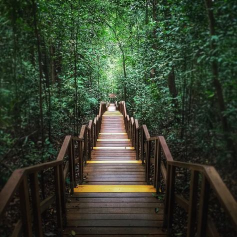 https://flic.kr/p/KGJiR8 | TreeTop walk at MacRitchie Reservoir #macritchiereservoir #singapore Singapore Nature, Singapore Things To Do, Singapore Attractions, Singapore Noodles, Singapore Hotels, 2024 Moodboard, Nature Park, Singapore Travel, Southeast Asia