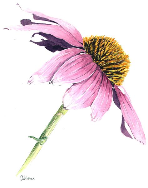 For a label? Flower Drawing Tutorials, Watercolor Flowers Tutorial, Watercolour Inspiration, Watercolor Flower Art, Watercolor Painting Techniques, 수채화 그림, Watercolor Paintings Tutorials, Watercolor Flowers Paintings, Watercolor Art Lessons