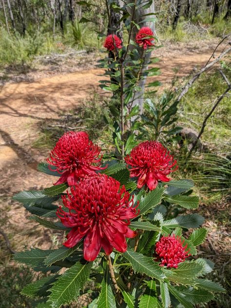 Waratah Flower, Olivia Garden, Australian Native Garden, Australian Flowers, Australian Plants, Australian Flora, Native Garden, Green Landscape, Paint And Sip