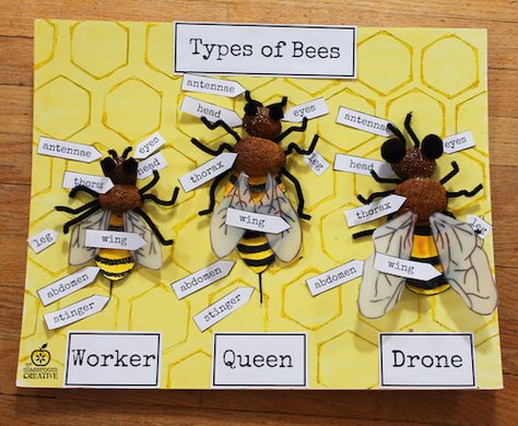 bee craft idea for kids Financial Savings, Different Bees, Saving Accounts, Savings Plans, Bee Craft, Bee Crafts For Kids, Bee Activities, Types Of Bees, Bee Classroom