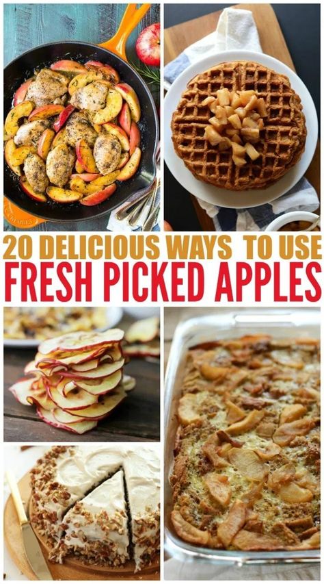 Apple Picking Recipes Easy, Make With Apples, What To Do With Picked Apples, Recipes After Apple Picking, Apple Recipes Using Lots Of Apples, Apple Dishes Healthy, Apple Meal Recipes, Recipes To Use Apples, Picked Apple Recipes