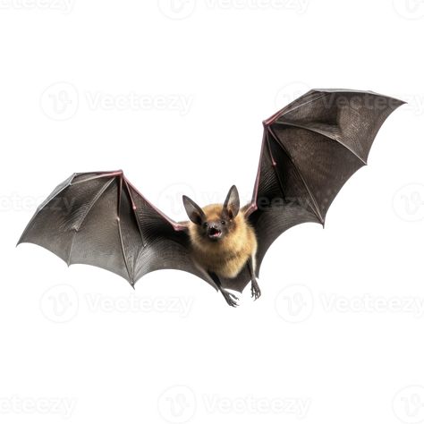 Flying bat isolated on transparent background Flying Bat Drawing, Bats Reference, Bat Photography, Bats Animal, Bat Reference, Bat In Flight, Bat Sketch, Bat Clip Art, Bat Drawing