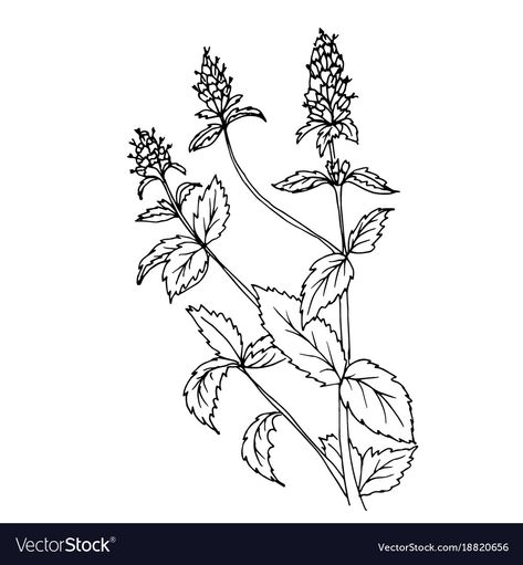 Herbs Drawing, Mint Plant, Mint Herb, Mint Flower, Mint Flowers, Mint Plants, Lotus Flower Tattoo, Flower Tattoos, Flower Drawing