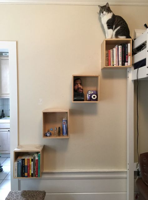 Cat Wall Shelves Around Tv, Cat Book Shelves, Cat Wall Boxes Diy, Cat Proof Shelves, Cat Wall Shelves Layout, Cat Shelves Aesthetic, Cat Walls Diy, Ikea Cat Shelves, Cat Carpet Wall