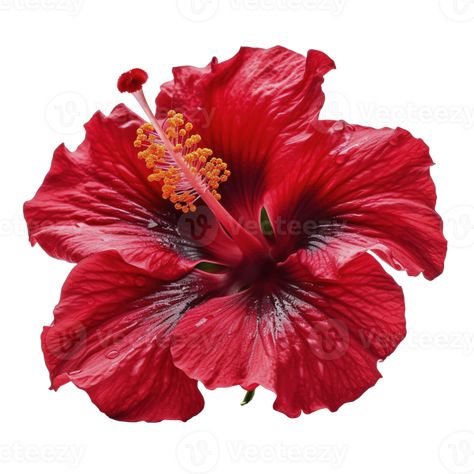 Hibiscus flower head on transparent background, created with Graphic Design Assets, Wedding People, Cityscape Photos, Hibiscus Flower, Logo Banners, Transparent Design, Nature Backgrounds, Hibiscus Flowers, Background Banner