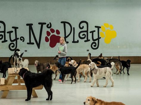 10 Incredible Indoor Dog Parks | HGTV Indoor Dog Park Ideas, Dog Play Area Indoor, Dog Kennel Outside, Indoor Dog Park, Indoor Dog Kennel, Wooden Dog House, Dog House Plans, Diy Dog Kennel, Indoor Play Areas