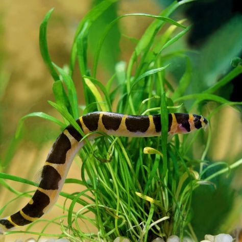 Top 10 Loaches for Freshwater Tanks That You Have to Try – Aquarium Co-Op Kuhli Loach Fish, Kuhli Loach Aquarium, Kuhli Loach, Betta Fish Tank Mates, Betta Tank Mates, Neon Tetra, Tropical Freshwater Fish, Shrimp Tank, Aquarium Setup