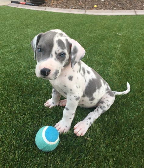 Cutest Great Dane puppy! Blue harlequin #7weeks Blue Harlequin Great Dane, Great Dane Blue Harlequin, Harlequin Great Dane Puppy, Grey Great Dane, Merle Great Danes, Blue Great Danes, Harlequin Great Danes, Dane Puppies, Names Girl