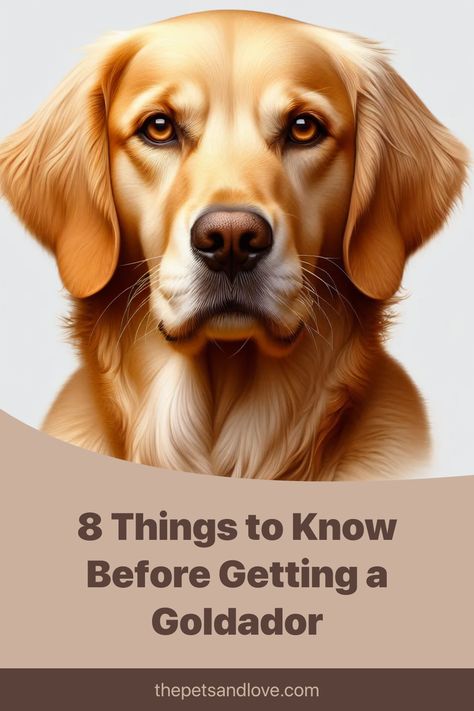 Curious about the Goldador? Discover 8 essential things to know about this amazing crossbreed of Golden Retriever and Labrador! Uncover its unique traits, energetic yet calm personality, and why it's the ultimate family pet. Learn about its size, grooming needs, and health tips. Click to dive in! Goldador Dog, Calm Personality, Short Haired Dachshund, Guard Dog Breeds, Golden Labrador, Purebred Dogs, Interactive Dog Toys, Rhodesian Ridgeback, Puppy Mills