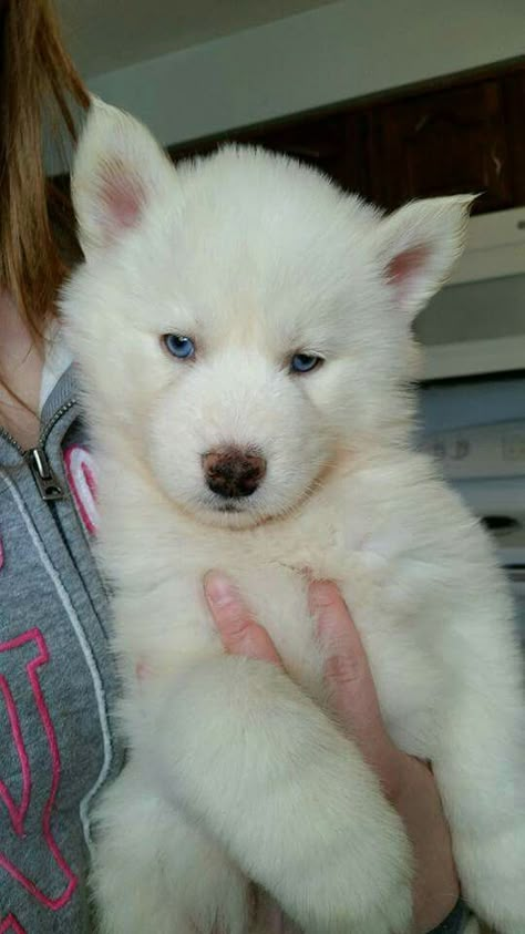 White Siberian Husky Puppy, White Husky Puppy, Dog Snapchats, Behavior Tips, White Husky, Cute Dogs Images, Really Cute Puppies, Cute Husky