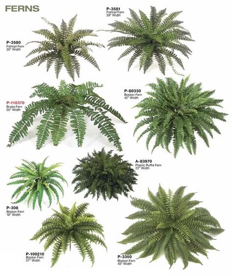 fern chart Fern Landscaping, Indoor Fern Plants, Fake Ferns, Indoor Terrarium, Faux Plants Decor, Indoor Ferns, Vertical Garden Plants, Creative Garden Decor, Ferns Garden