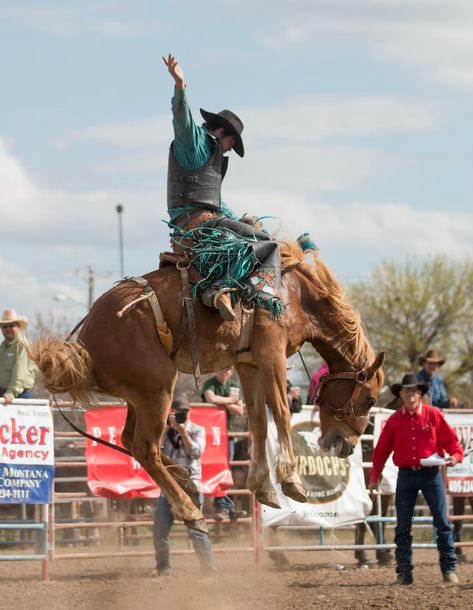 man riding brown horse during daytime photo – Free Rodeo Image on Unsplash Rodeo Houston, Bareback Riding, Bronc Riding, Bucking Horse, Houston Rodeo, Rodeo Cowboys, Bucking Bronco, Cowboy Horse, Bull Riding